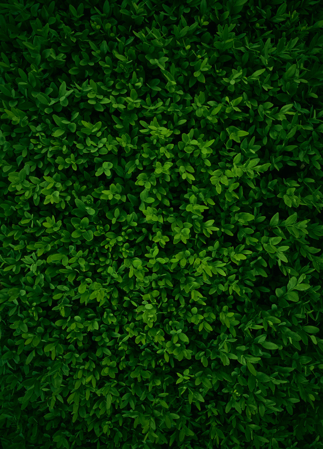 Lush Greenery Background 